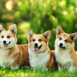 Meet your Posher, Kendall